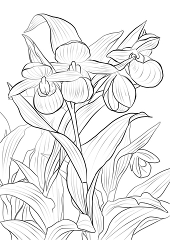 Pink And White Ladys Slipper Coloring Page